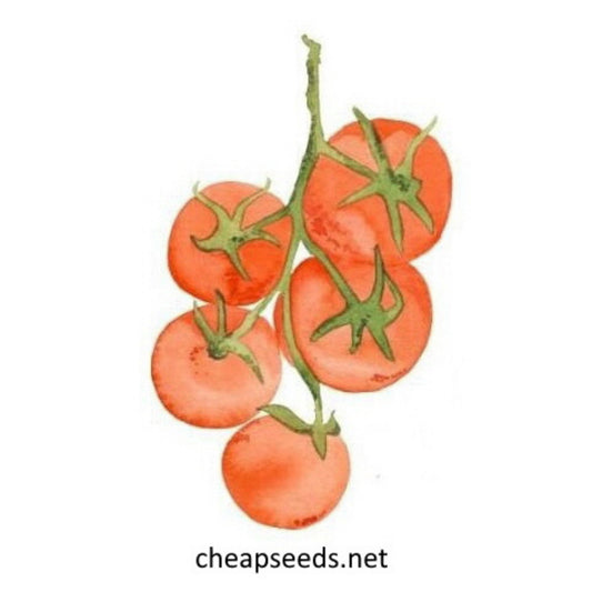 Alston's Everlasting Tomato