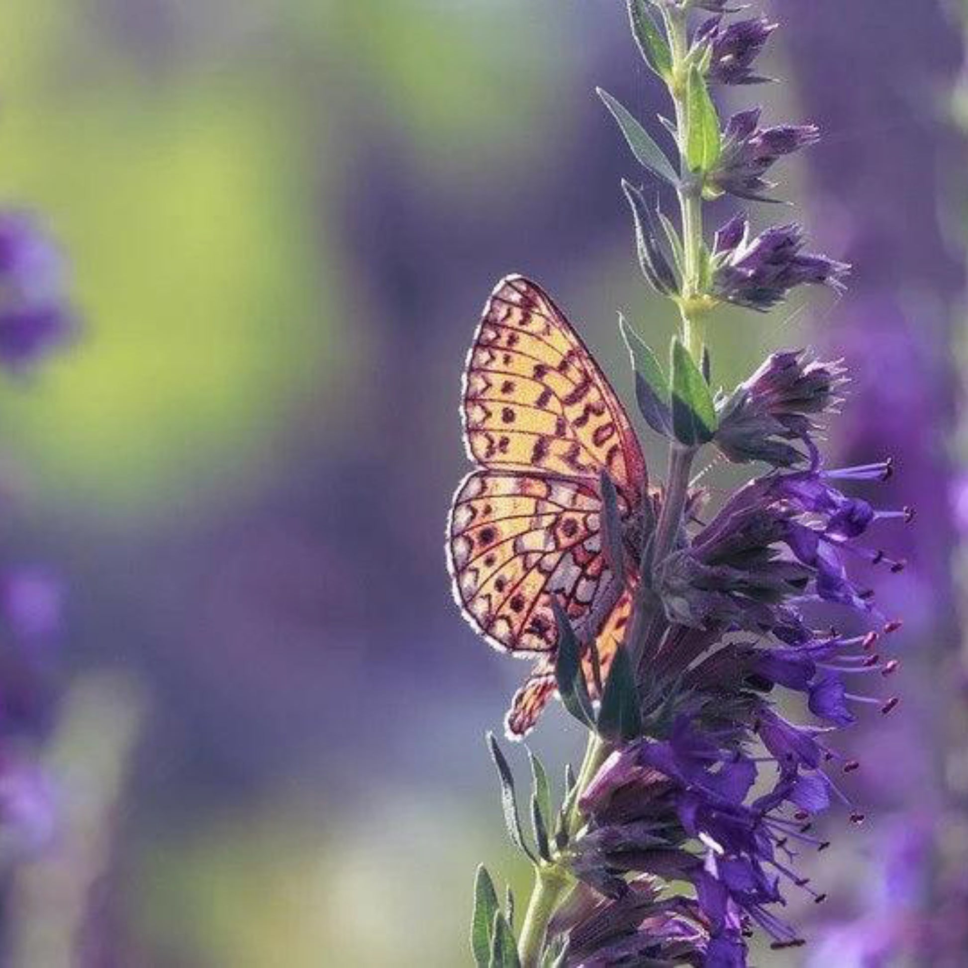 A butterfly resting on a purple flower, Common Hyssop, with a blurred background of similar flowers.