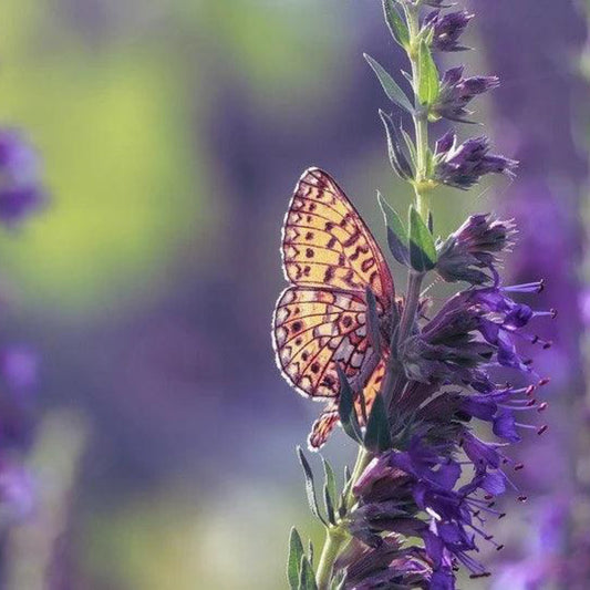 A butterfly resting on a purple flower, Common Hyssop, with a blurred background of similar flowers.