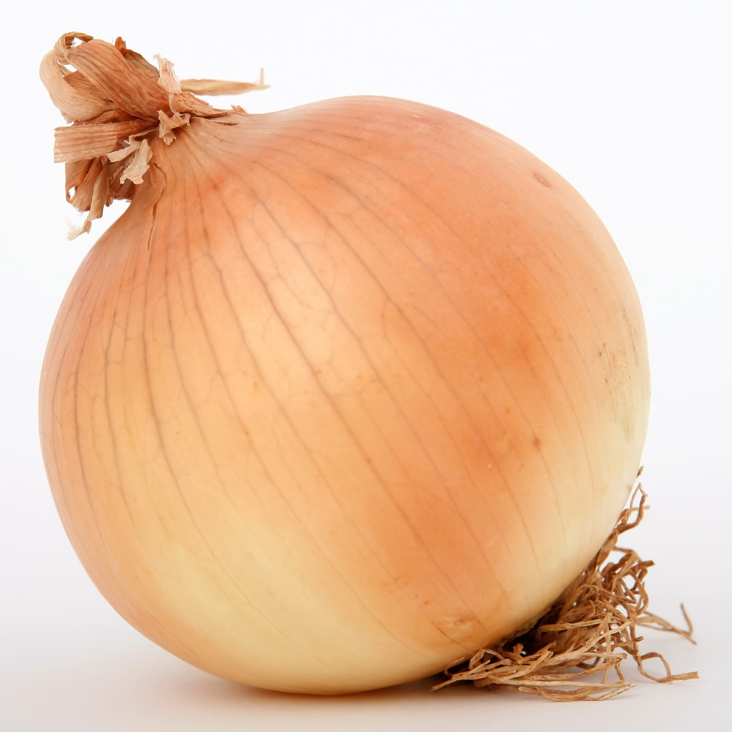 Utah Yellow Sweet Spanish long-day onion with golden yellow skin