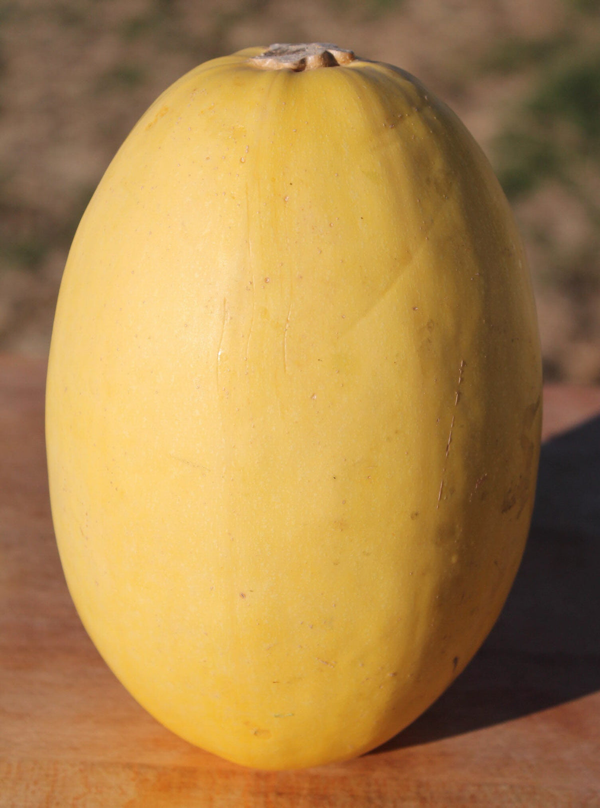 Vegetable Spaghetti squash showing mature yellow squash