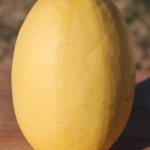 Vegetable Spaghetti Squash