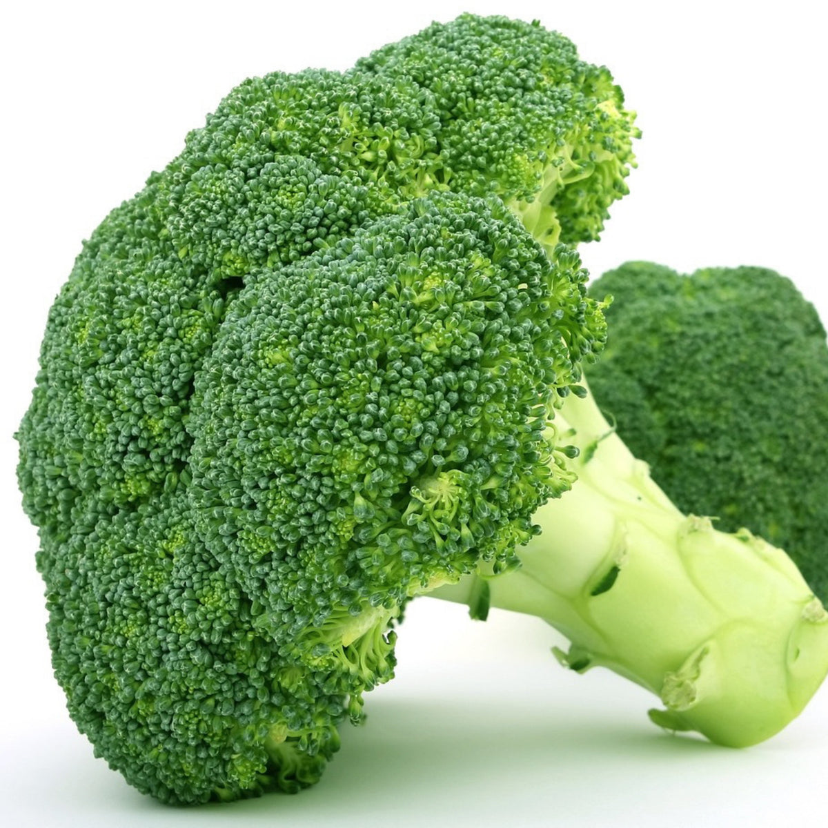 Fresh green Waltham 29 broccoli head with tight florets