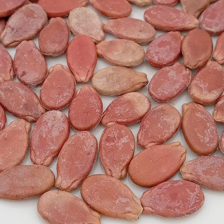 Illiniwek Watermelon