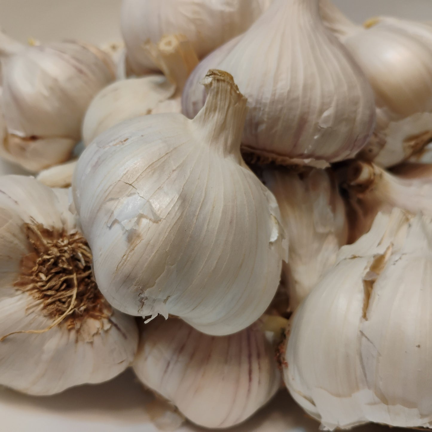 Western Rose Garlic