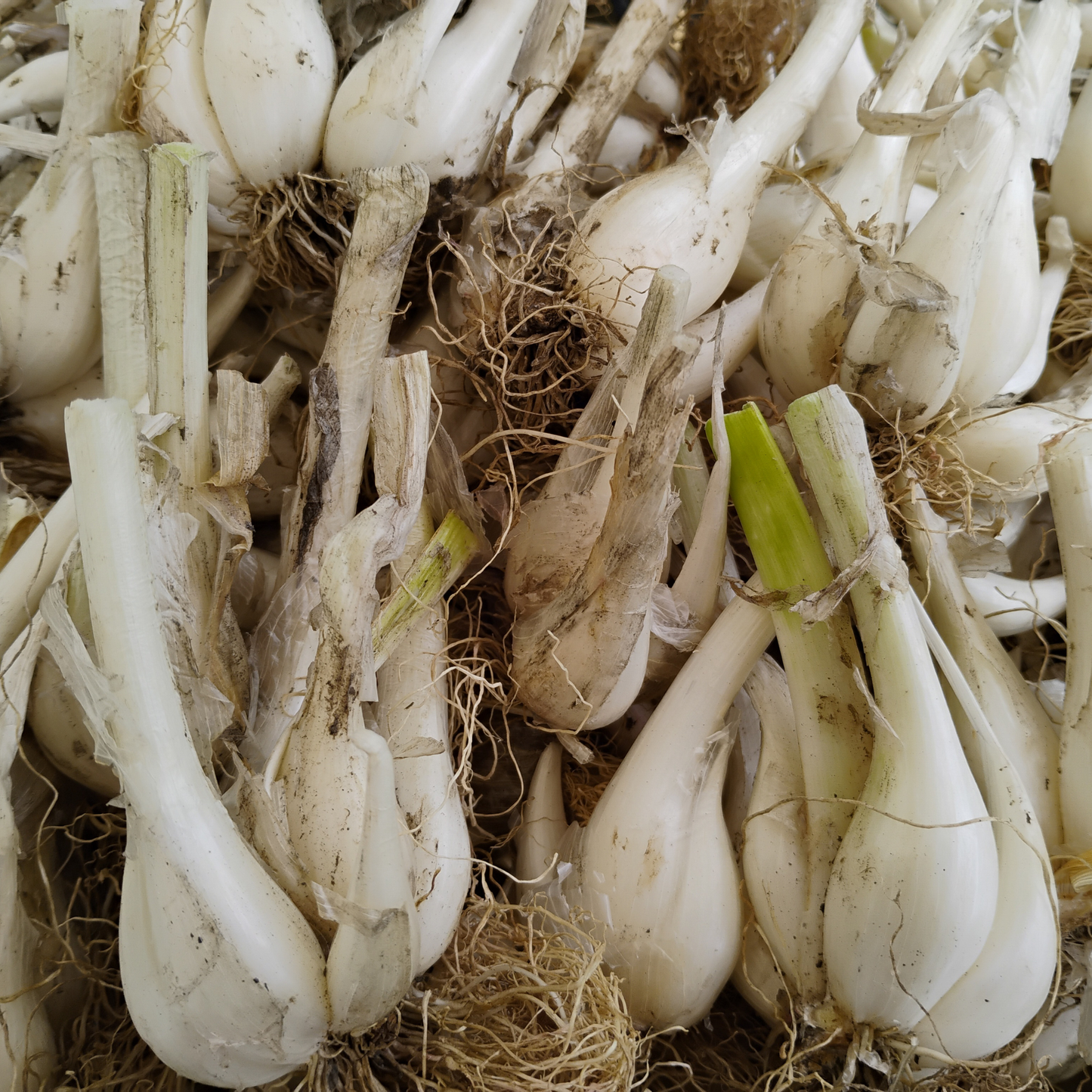 Harvested White Multiplying Onion bulbs with trimmed tops, ready for eating, planting, dividing, or storage.