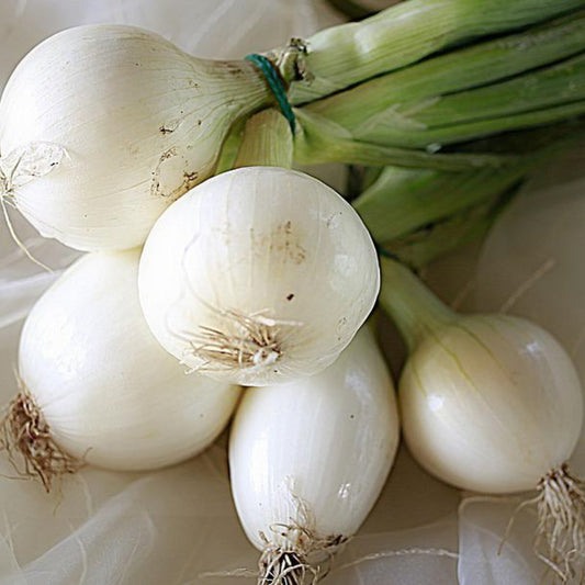 White Sweet Spanish onions with large white bulbs and green tops