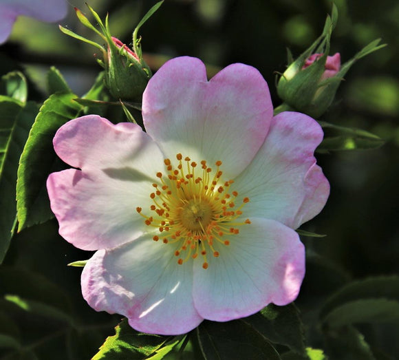 Wild Rose