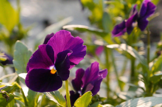 Wine Laeta Viola - Cheap Seeds, LLC