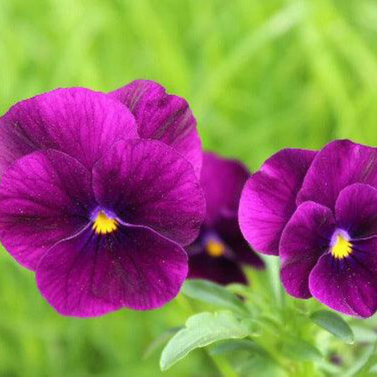 Wine Laeta Viola