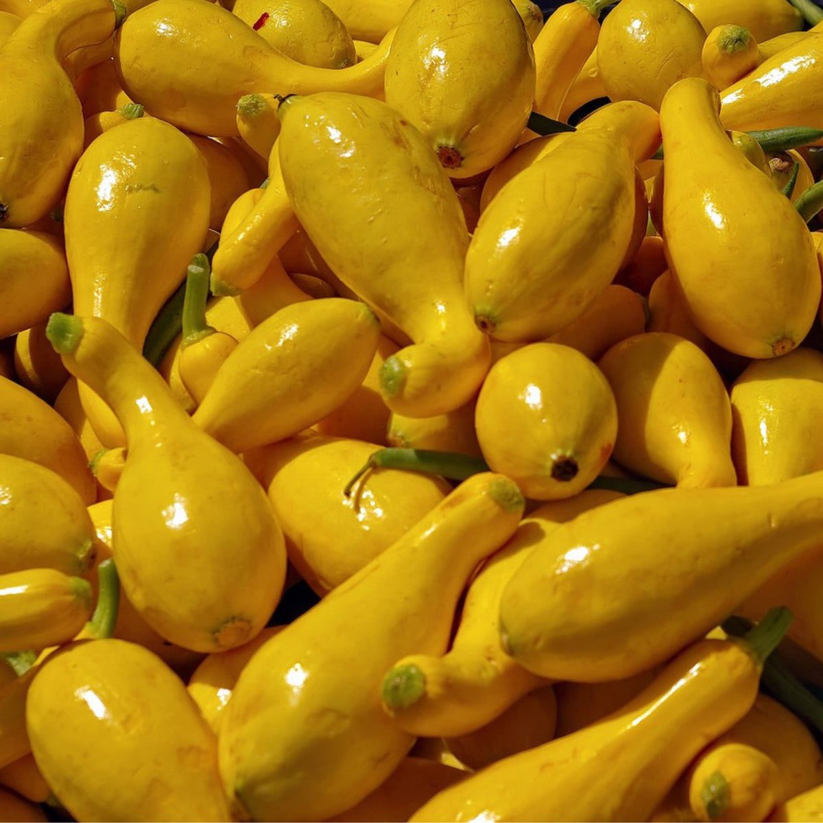 Freshly harvested Yellow Crookneck Summer Squash