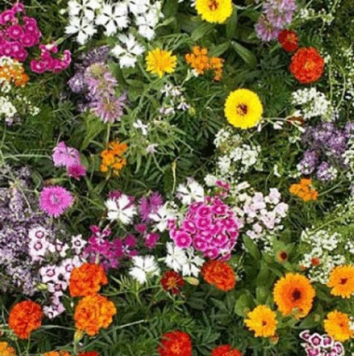 Fragrant Flower Seed Mix with colorful pink, orange, yellow, purple, and white flowers