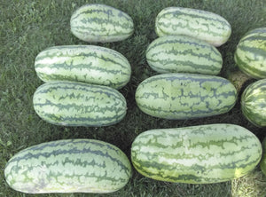 Jubilee Watermelon - Cheap Seeds, LLC