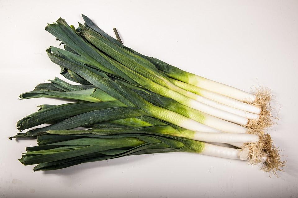 Large American Flag Leek - Cheap Seeds, LLC