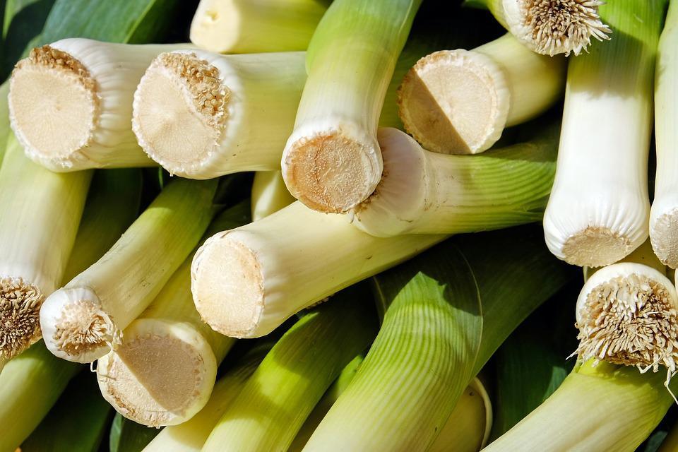 Large American Flag Leek - Cheap Seeds, LLC
