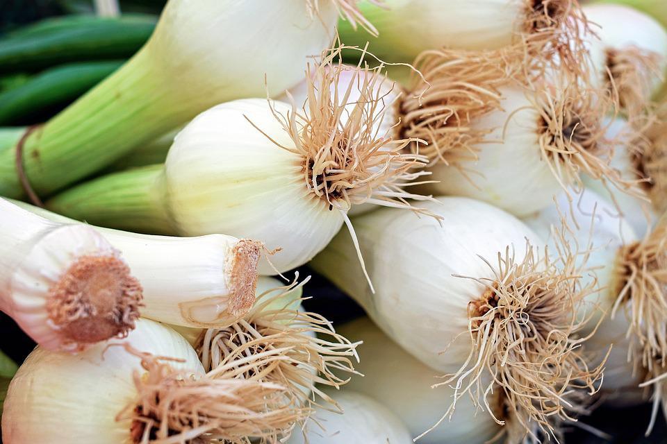 Large American Flag Leek - Cheap Seeds, LLC