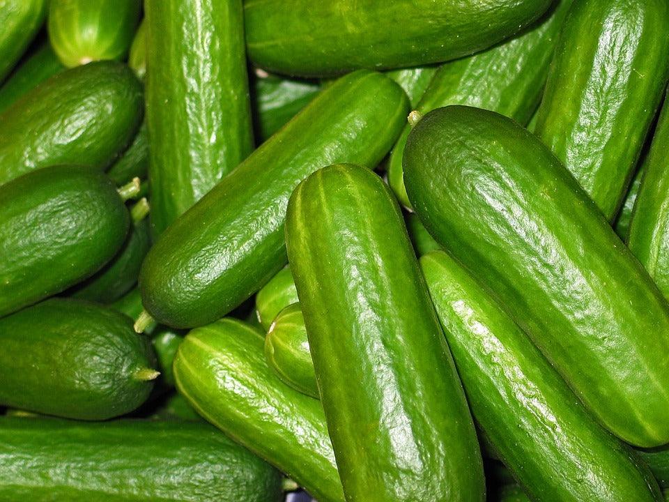 Straight Eight Cucumber - Cheap Seeds, LLC