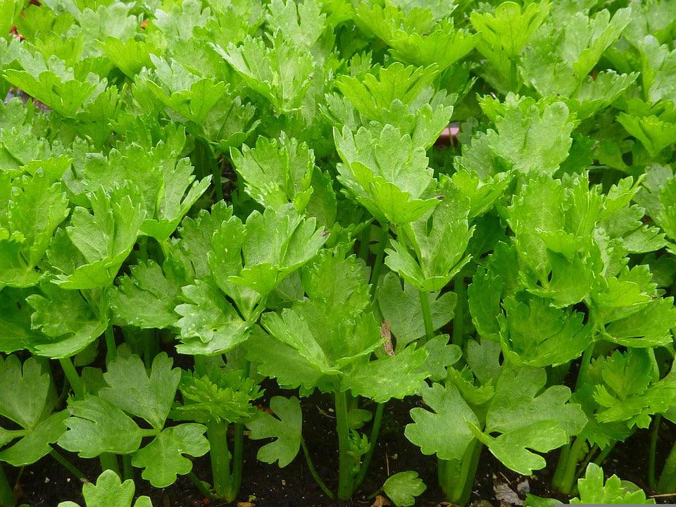 Tall Utah 52 Celery - Cheap Seeds, LLC
